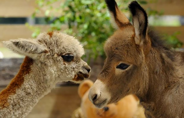 Sparky The Week-Old Miniature Donkey Makes Friends With Fudge The Baby Alpaca