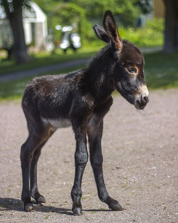 I Posted Pics From This Donkey Foal Last Weekend And Sadly He Passed Away On Monday. He Was 3-Days-Old