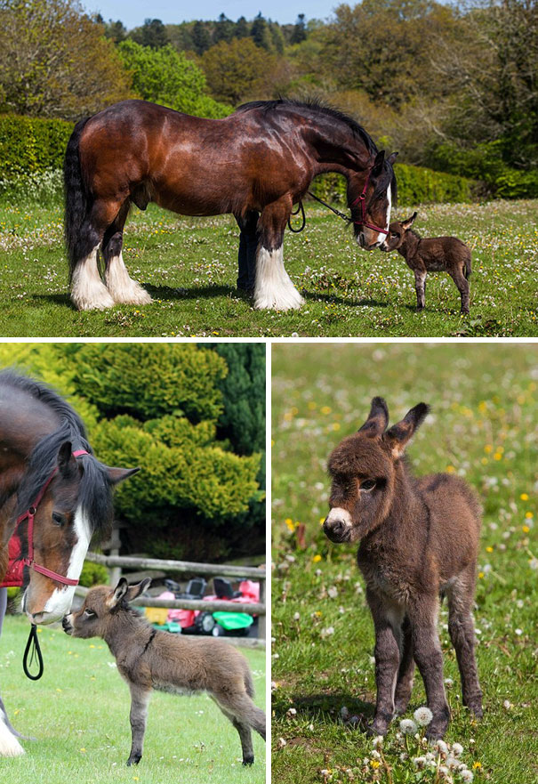 Tiny Newborn Donkey Making Friends With A Horse