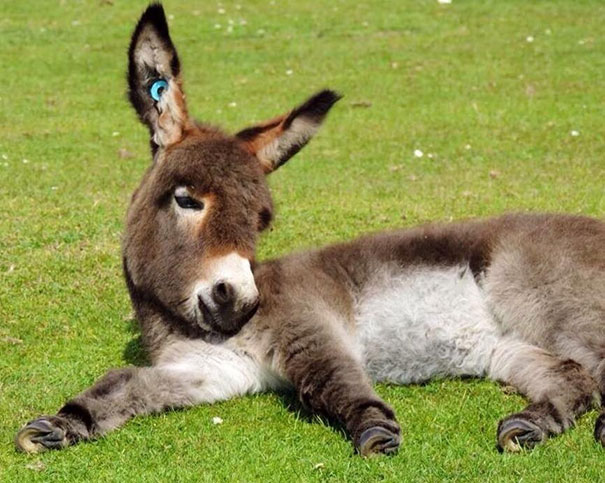 Baby Donkey Relaxing In The Sun