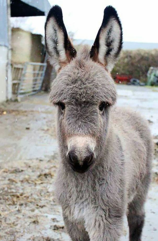 Here's A Picture Of When Benny The Donkey Was A Foal. He Was So Fluffy