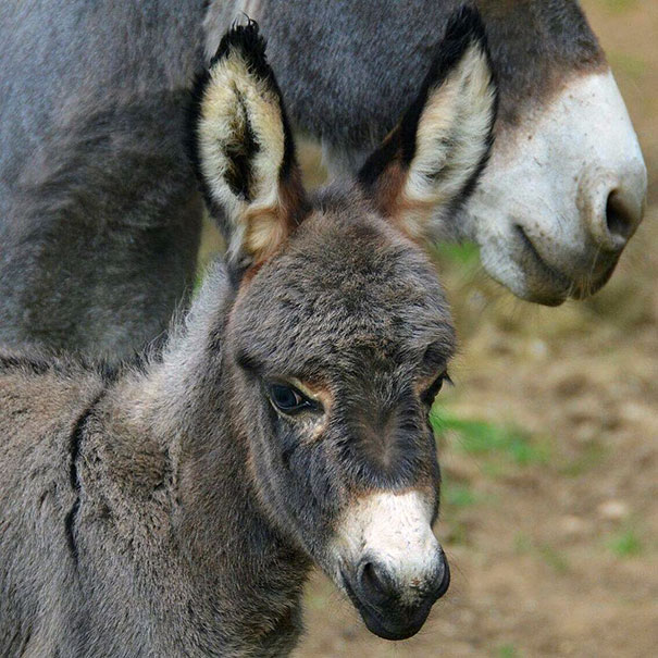 Meet Annie, Our Mediterranean Miniature Donkey Foal Born On 6th July