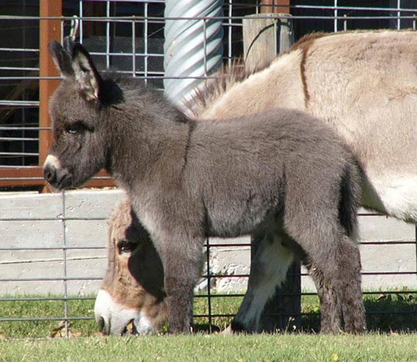 Baby Miniature Donkey With His Mommy