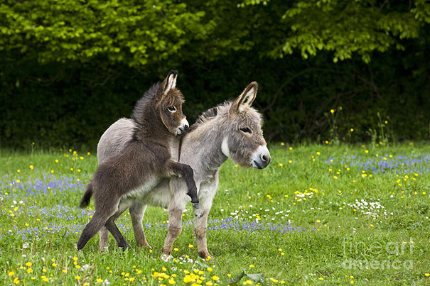 One-Month-Old Miniature Donkey Playing With Its Mother In A Flowery Meadow