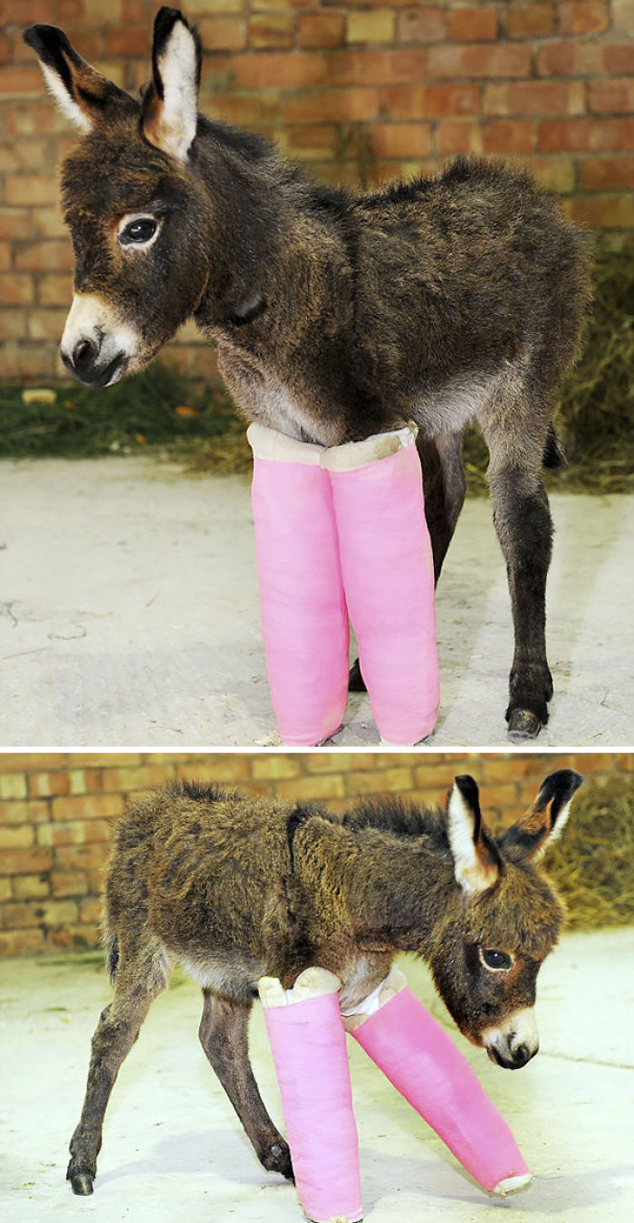 Primrose nació prematuramente y necesita escayolas para enderezar sus patas
