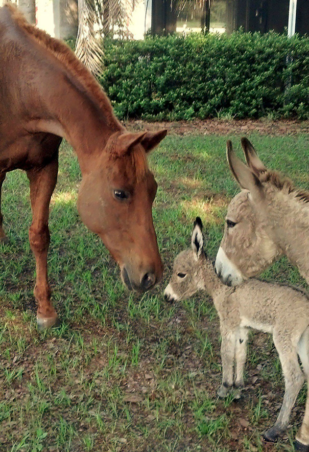 My Donkey Introducing Her 5-Hour-Old Baby To My Horse