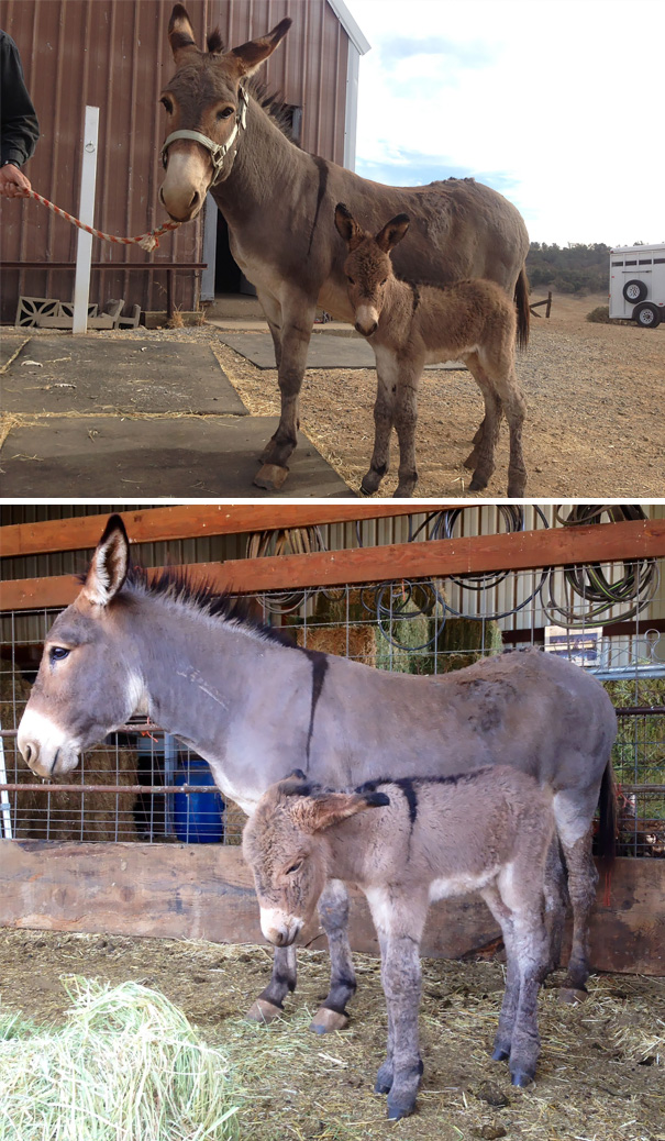 My Donkey Had A Baby! Meet Apple