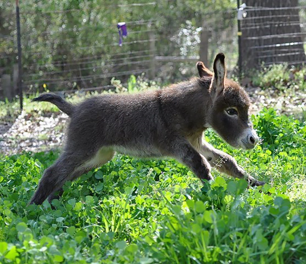 Baby Donkey Goes For A Trot