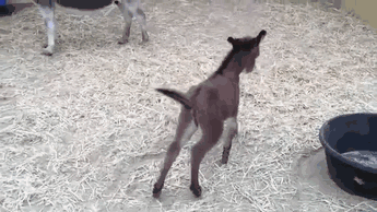 Very Hyper Baby Donkey