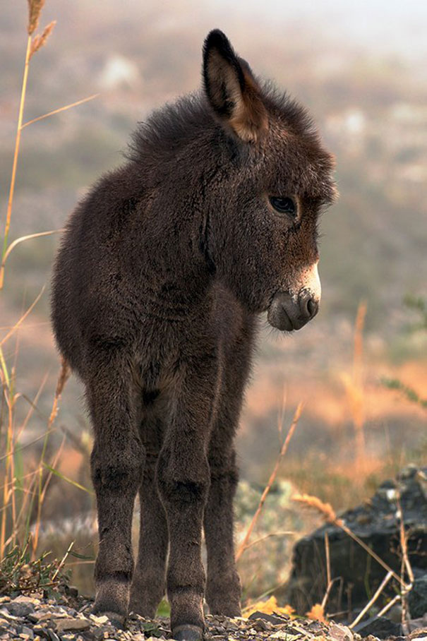 Cute Miniature Donkey