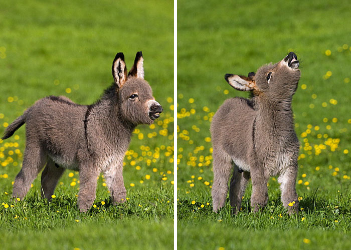 These 30 Cute Baby Donkeys Are Everything You Need To See Today