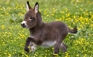 These 25+ Cute Baby Donkeys Are Everything You Need To See Today
