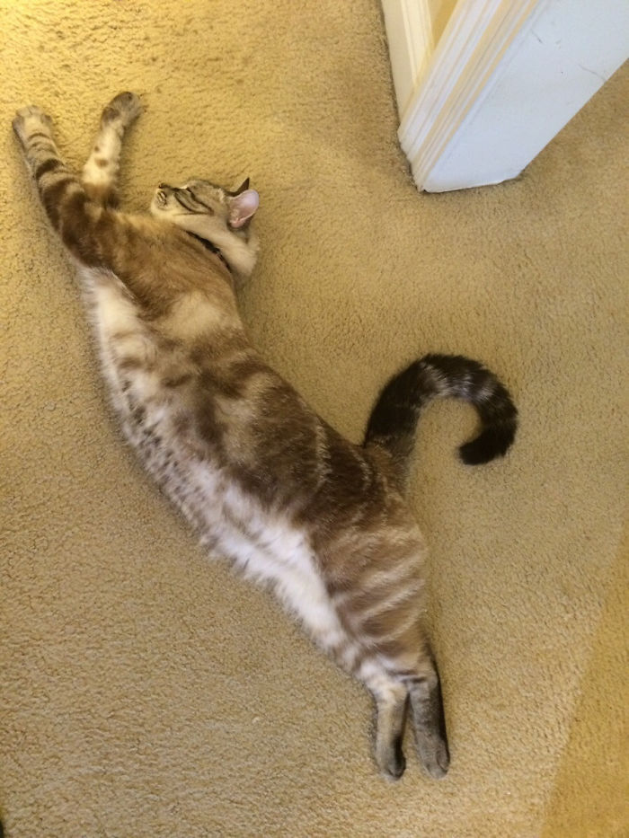 Stretching Kitty