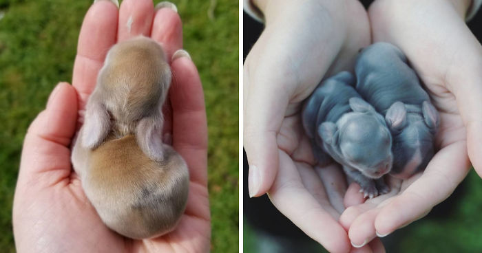 93 Handfulls Of Cute Baby Bunnies That Will Melt Your Heart