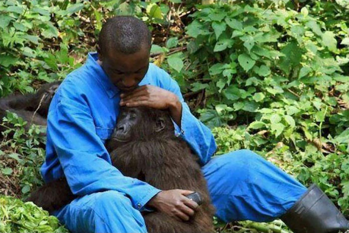 Park Ranger Andre Comforts Orphan Gorilla Nadakasi Through The Sounds Of Bombs And Mortars Firing Above Virunga National Park