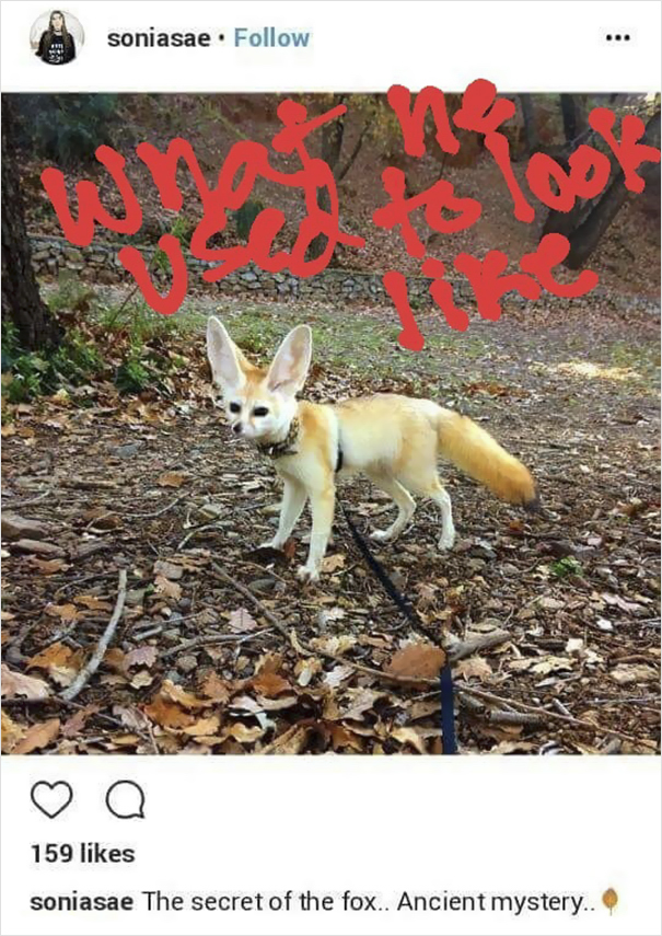 Vegan Woman Forced Her Fennec Fox To Go Vegan, And Heres What Happened 4