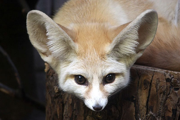 Vegan Woman Forced Her Fennec Fox To Go Vegan, And Heres What Happened 36