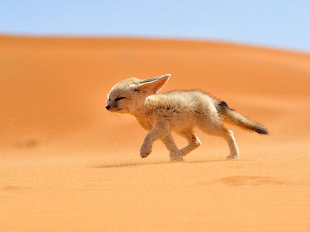 Vegan Woman Forced Her Fennec Fox To Go Vegan, And Heres What Happened 140
