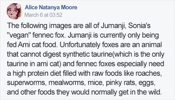 fennec-fox-vegan-diet-animal-abuse-jumanji-sonia-sae-40