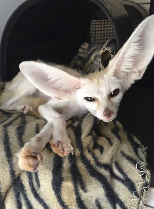 Vegan Woman Forced Her Fennec Fox To Go Vegan, And Heres What Happened 233