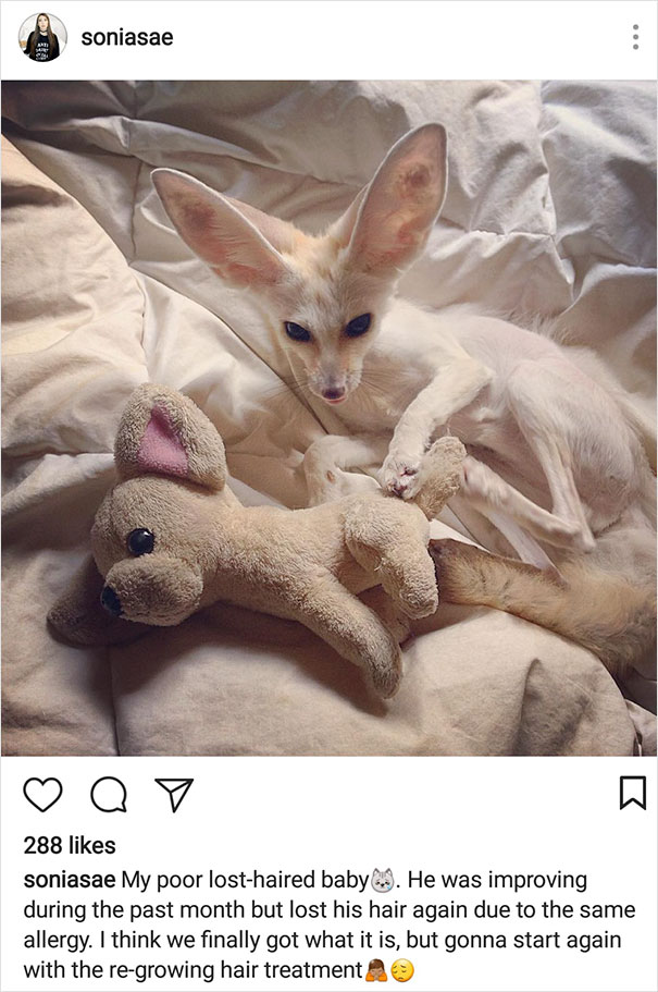 Vegan Woman Forced Her Fennec Fox To Go Vegan, And Heres What Happened 127