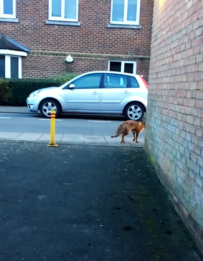 Guy Gets Too Close To Wild Fox While Snapchatting It, And Now He Wishes He Hadn't