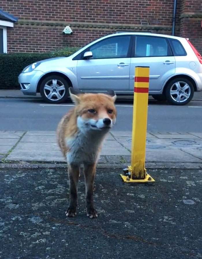 Guy Gets Too Close To Wild Fox While Snapchatting It, And Now He Wishes He Hadn't
