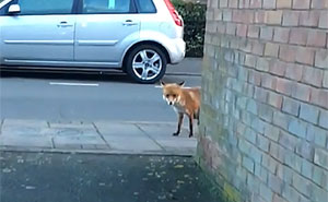 Guy Gets Too Close To Wild Fox While Snapchatting It, And Now He Wishes He Hadn't