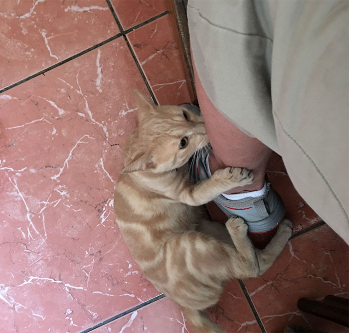 This Cat Decided To Maul My Leg Whilst Ordering Pizza In Paris, Owner Says That's How You Know He Likes You