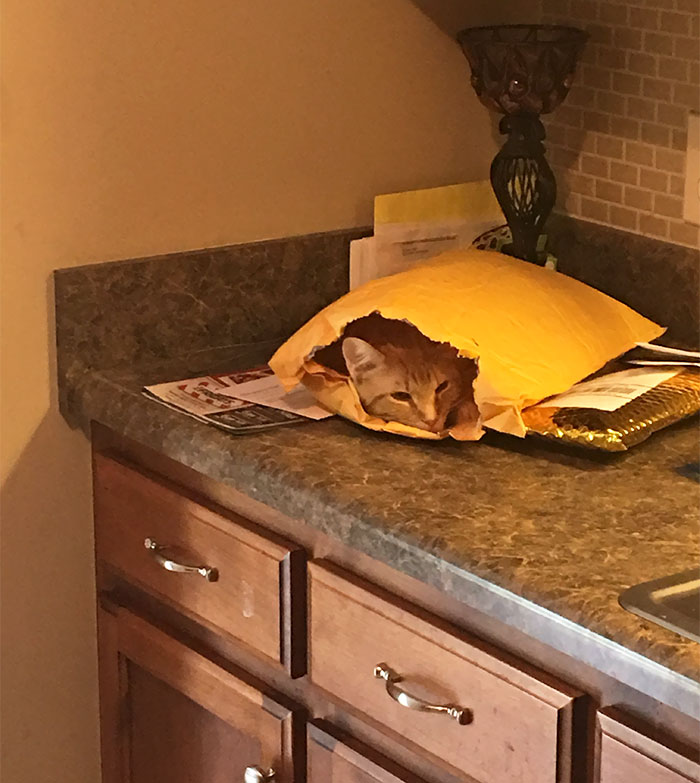 Mojo Does Not Care About Your Mail. Mojo Is A Grown Man And Does What He Wants To Do