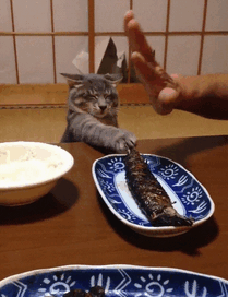 This Cat Can't Handle His Fish