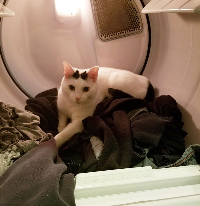 He Gets His White Fur All Over My Clean Clothes, Then Tries To Claw Them Back As I Pull Them Out