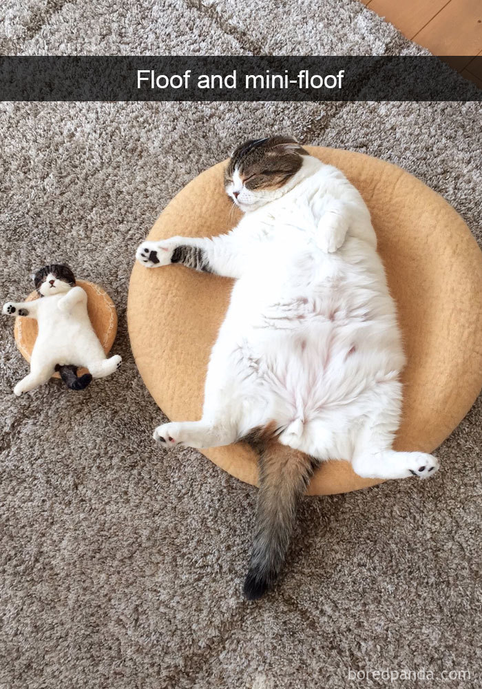 Funny-Cats-Photos-Snapchats