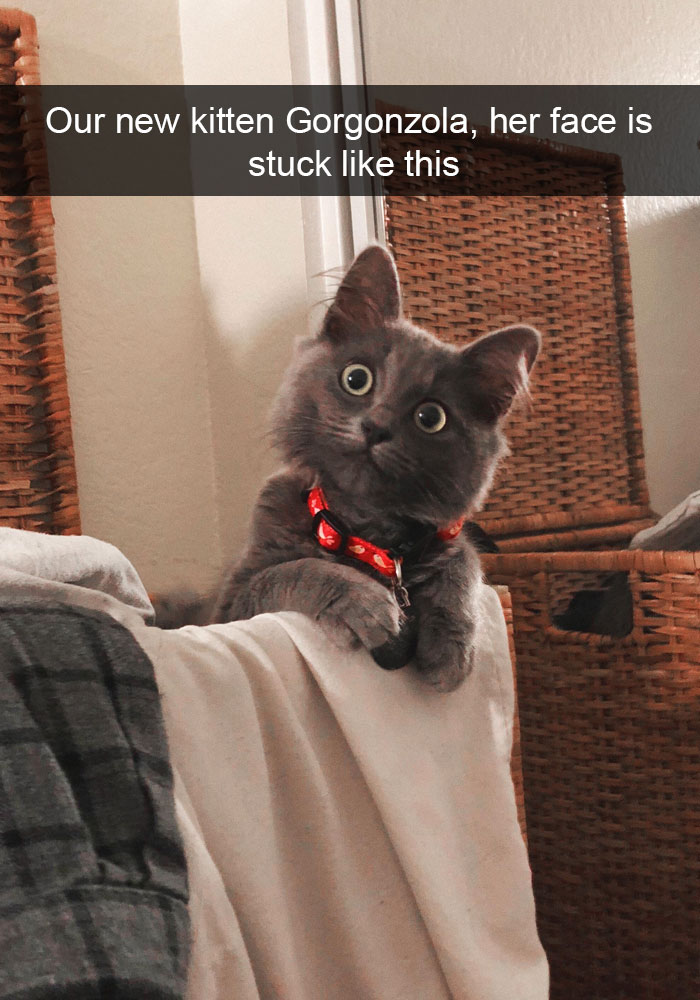 Funny-Cats-Photos-Snapchats