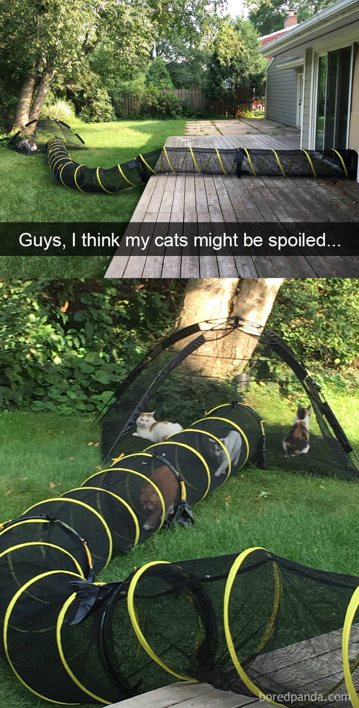 Snapchats Funny Cats