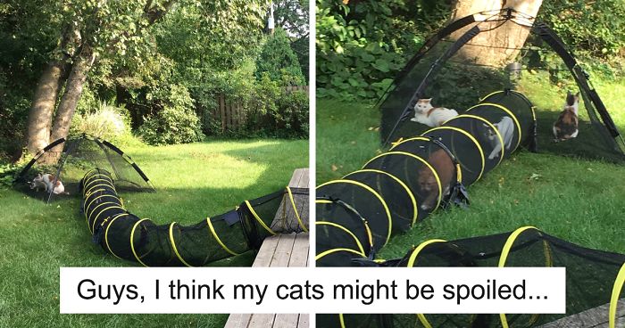 159 Hilarious Cat Snapchats That Will Leave You With The Biggest Smile (New Pics)