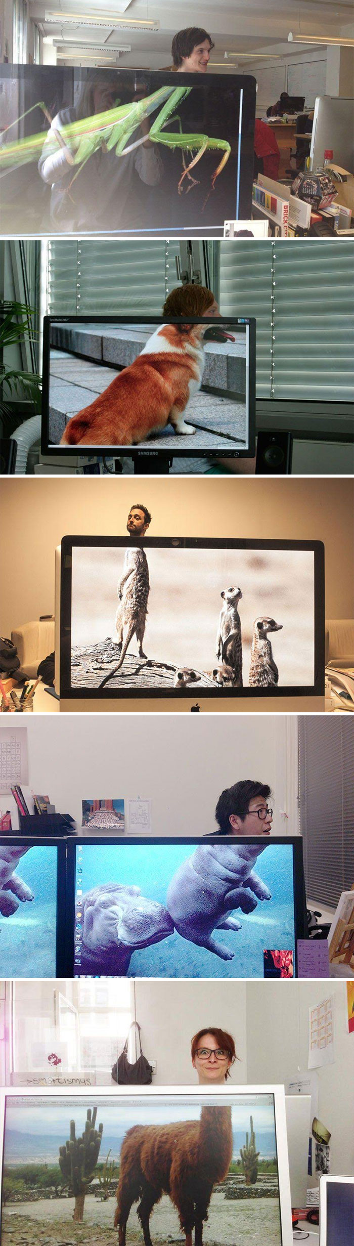 Coworkers Adding Heads To Animals On Desktop Background