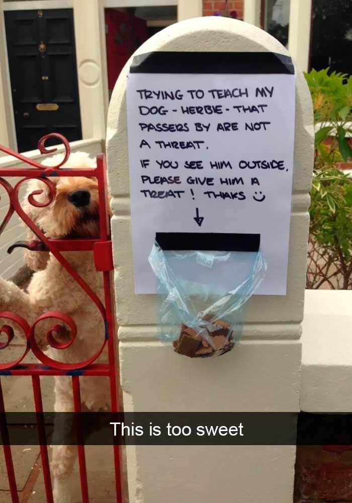 Funny-Dogs-Photos-Snapchats