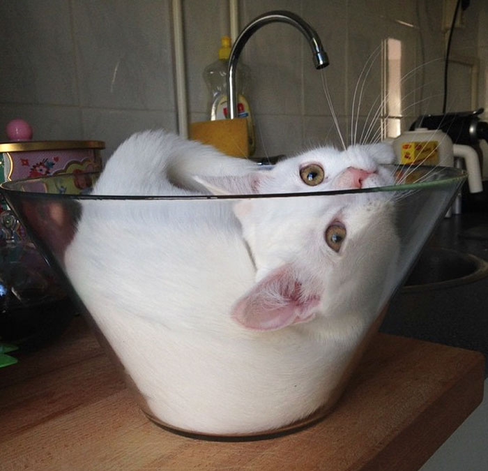 More Proof That Cats Can Become Liquid At Will