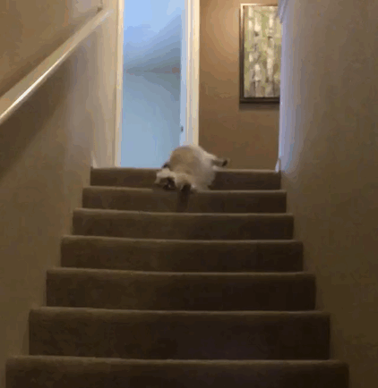 Gato cayendo en cascada por las escaleras