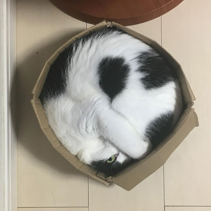 Regular Circle Cat