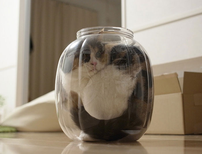 A Jar Of Cat