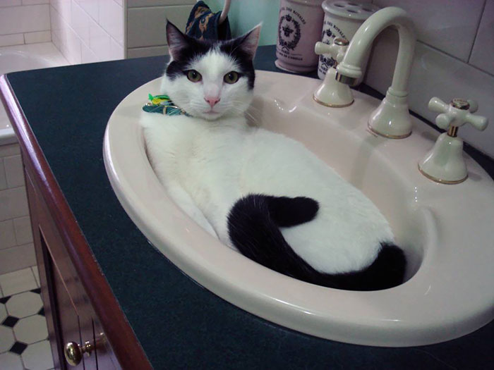 Sink Full Of Cat