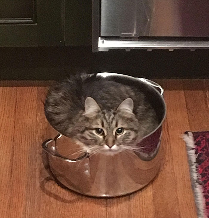 My Cat Climbed Into A Pot And It Looks Like He Turned Into A Liquid