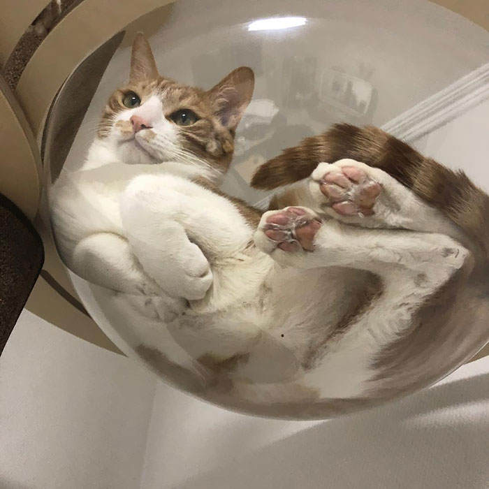 Proof That Cats Are Liquid