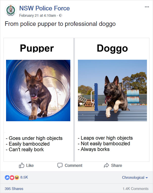 From Police Pupper To Professional Doggo