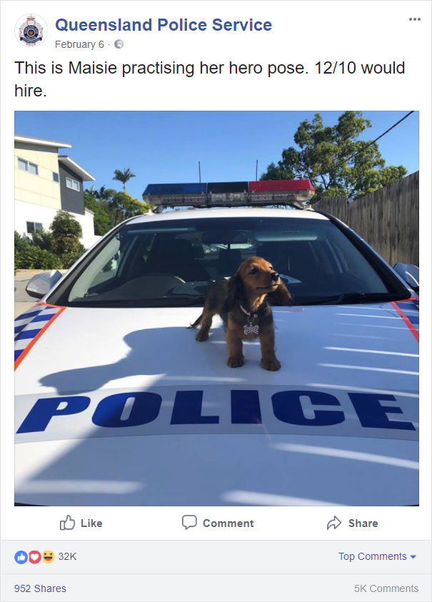 Police Dog Rating