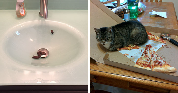 Get A Cat They Said, It Will Be Fun They Said… (Add Yours)