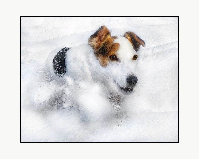 Newman In The Snow