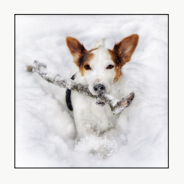 Newman In The Snow